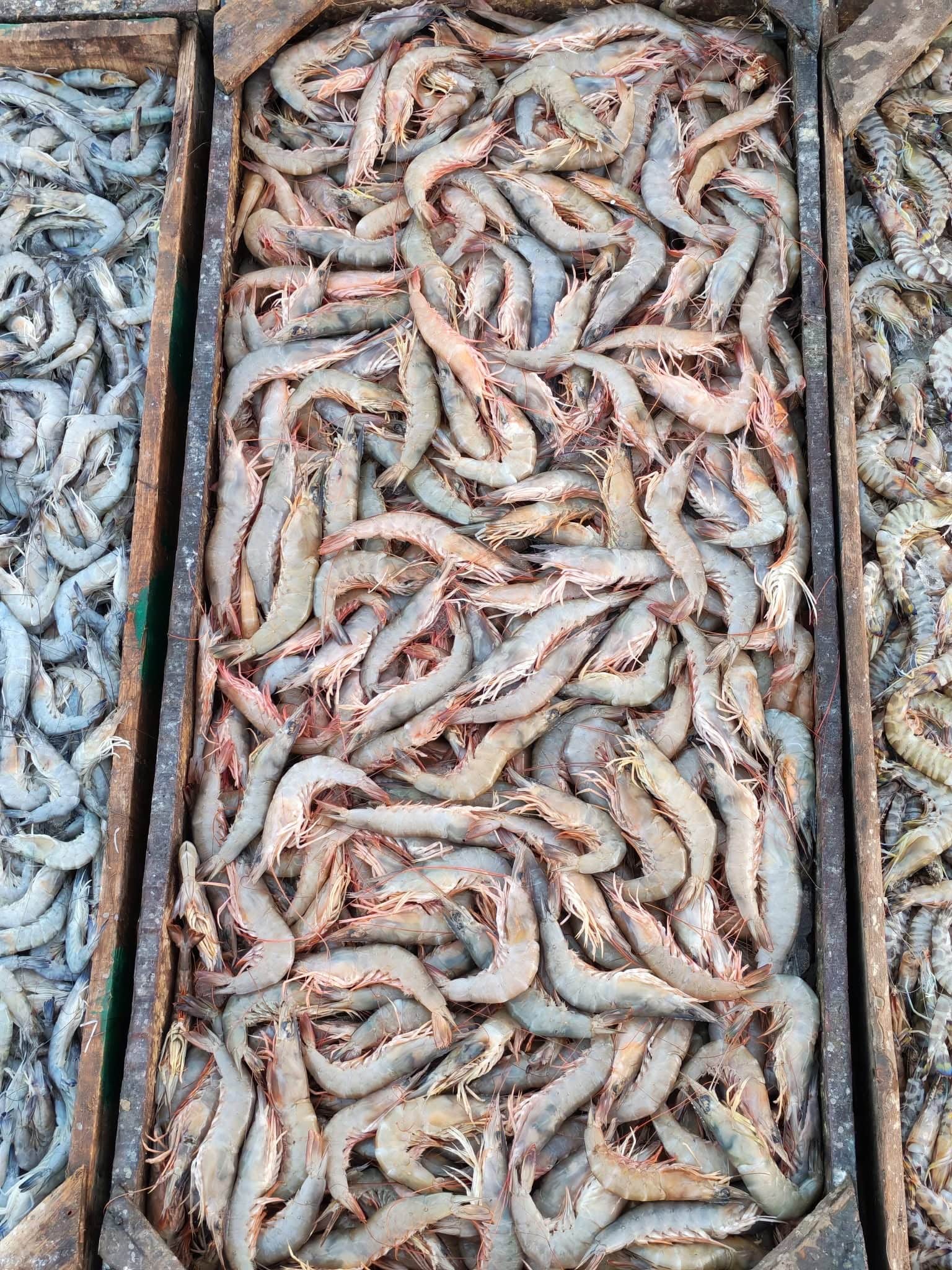 Fresh crates at Burullus port